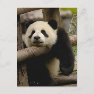 Carte Postale Panda géant bébé Ailuropoda melanoleuca)