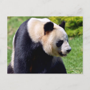 Carte Postale Panda géant de Closeup vu du profil