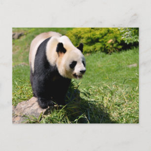Carte Postale Panda géant debout sur une pierre