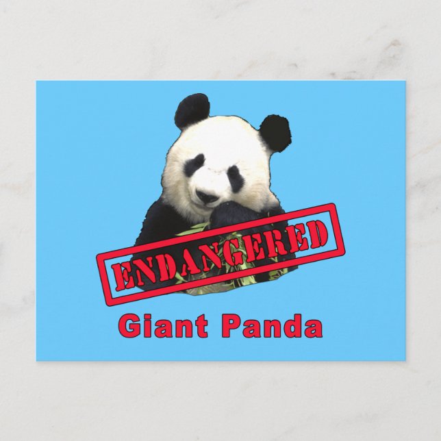 Carte Postale Panda géant EN DANGER (Devant)