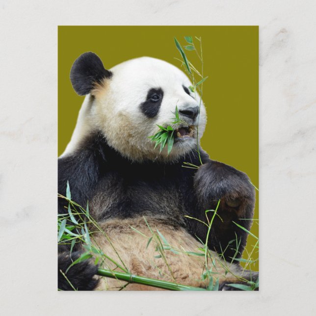 Carte Postale Panda géant isolé mangeant du bambou (Devant)