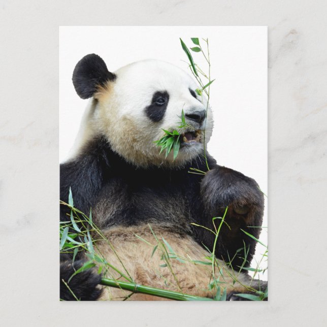 Carte Postale Panda géant isolé mangeant du bambou (Devant)