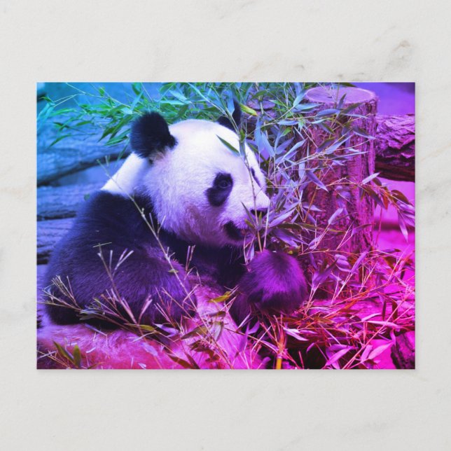 Carte Postale Panda géant mangeant du bambou (Devant)