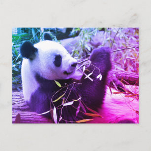 Carte Postale Panda géant mangeant du bambou