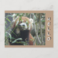 Carte postale Panda HELLO Rouge mignet