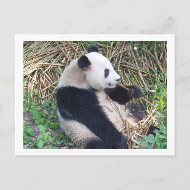Carte Postale Panda Mange (Devant)