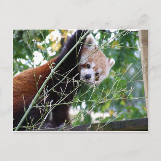 Carte Postale Panda rouge