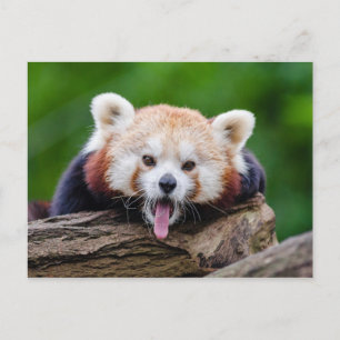 Carte Postale Panda rouge