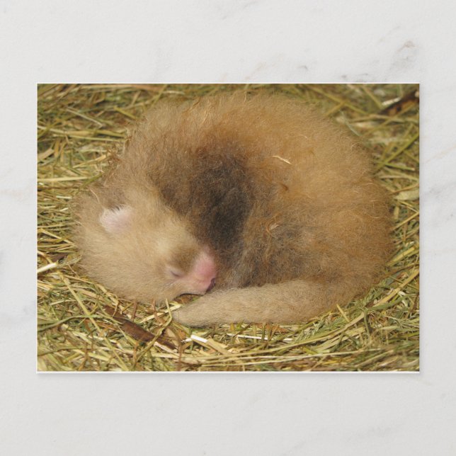 Carte Postale Panda rouge (Devant)