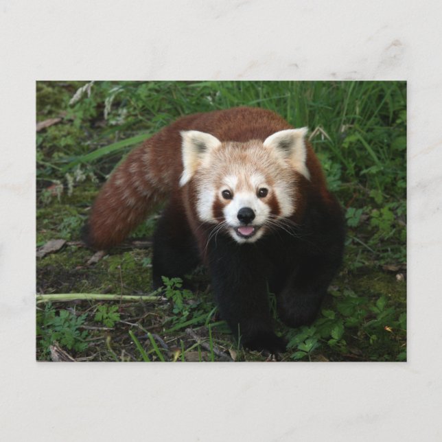 Carte Postale Panda rouge (Devant)
