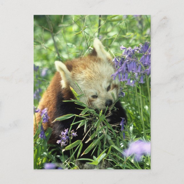 Carte Postale Panda rouge (Devant)