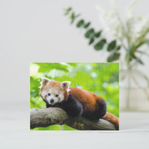 Carte Postale Panda rouge