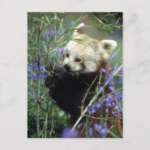 Carte Postale Panda rouge