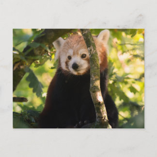 Carte Postale Panda rouge