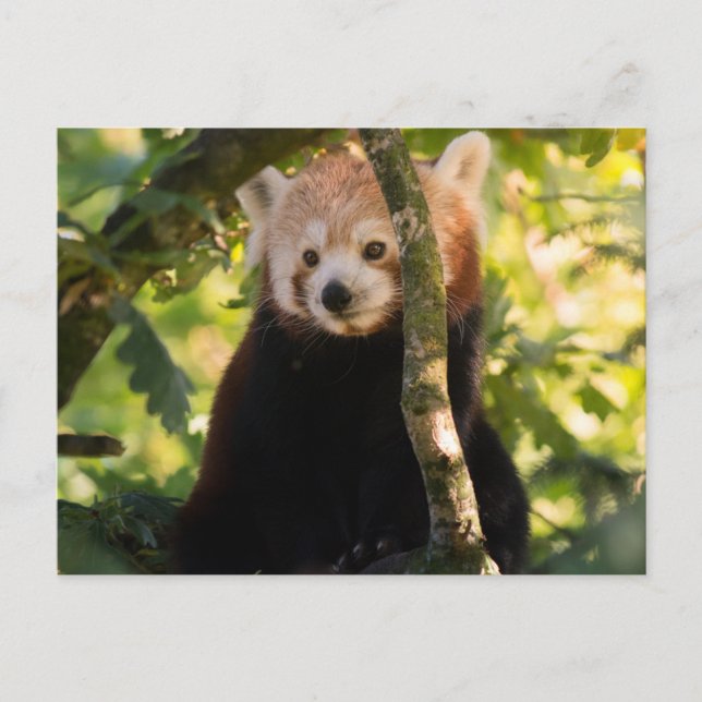 Carte Postale Panda rouge (Devant)