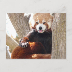 Carte Postale panda rouge