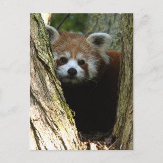 Carte Postale Panda rouge
