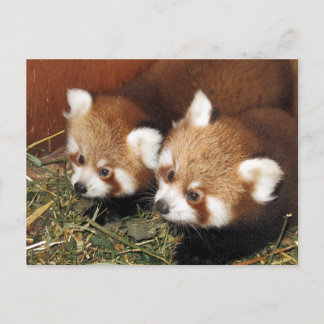 Carte Postale Panda rouge