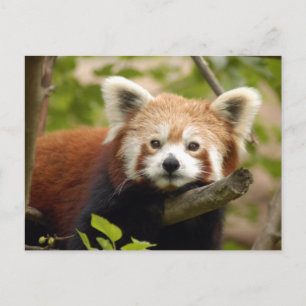 Carte Postale panda-rouge-007