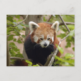 Carte Postale panda-rouge-023