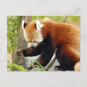 Carte Postale panda-rouge-029