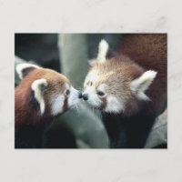 Carte postale Panda rouge #2