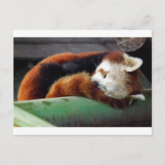 Carte Postale Panda rouge dormant