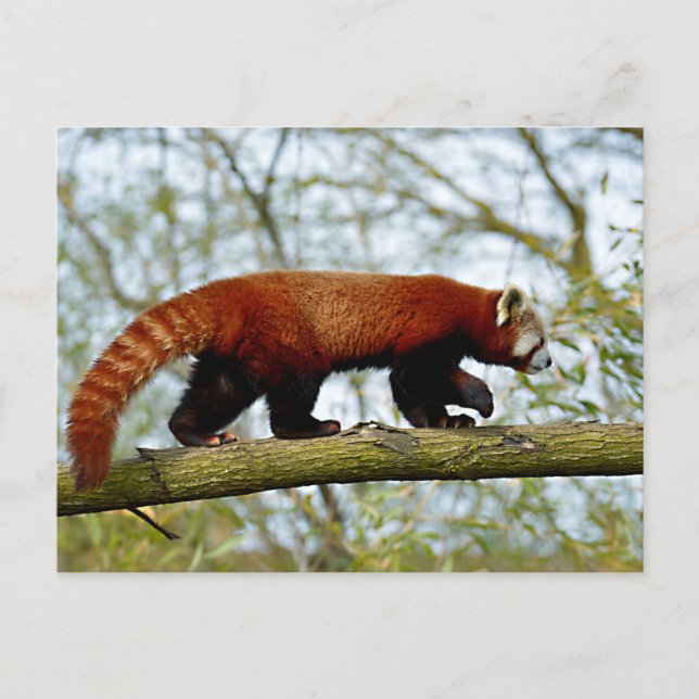 Carte Postale Panda rouge marchant sur la branche (Devant)