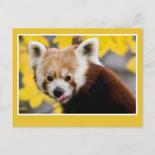 Carte Postale Panda rouge mignon