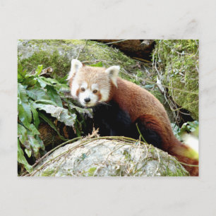 Carte postale Panda rouge photo, animaux 0500.