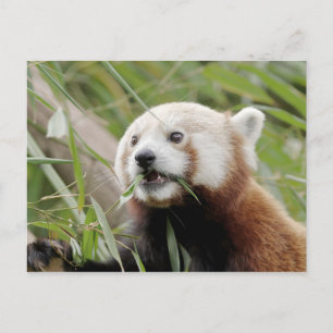Carte postale Panda rouge photo, animaux 0505.