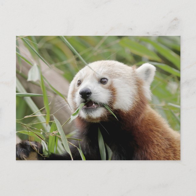Carte postale Panda rouge photo, animaux 0505. (Devant)