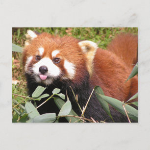 Carte Postale Panda roux énergique mange du bambou, fait une drô