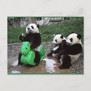 Carte Postale pandabeer