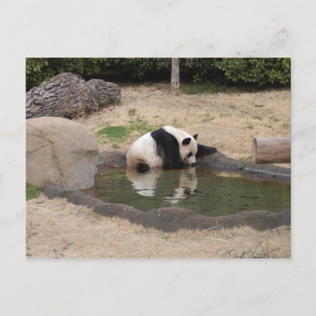Carte Postale PandaM007 (Devant)