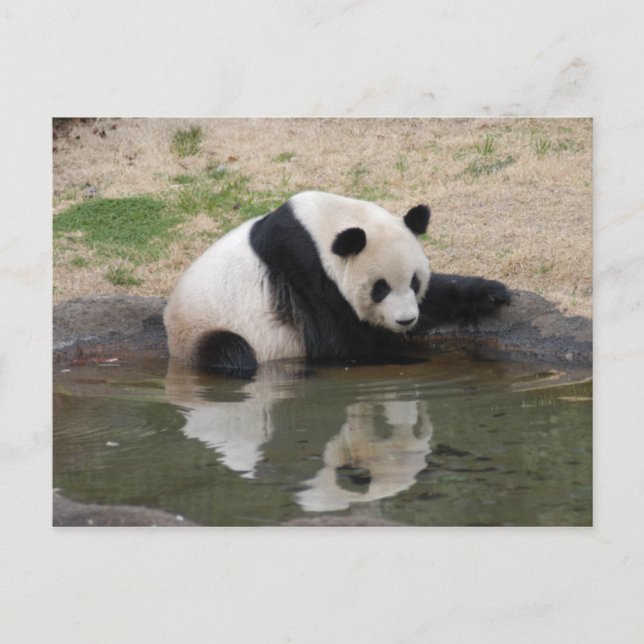 Carte Postale PandaM008 (Devant)