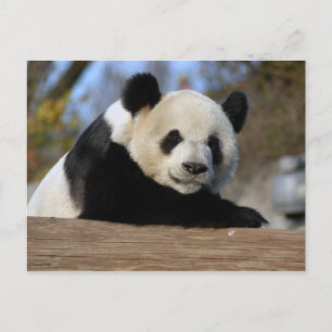 Carte Postale PandaM011