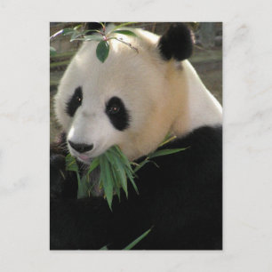 Carte Postale Pandas géants