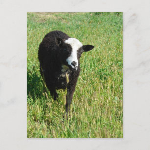 Carte Postale Pandi