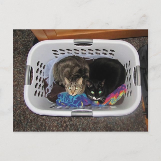 Carte Postale Panier de blanchisserie Kitties (Devant)