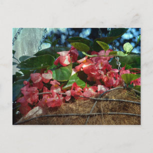 Carte Postale Panier de fleurs