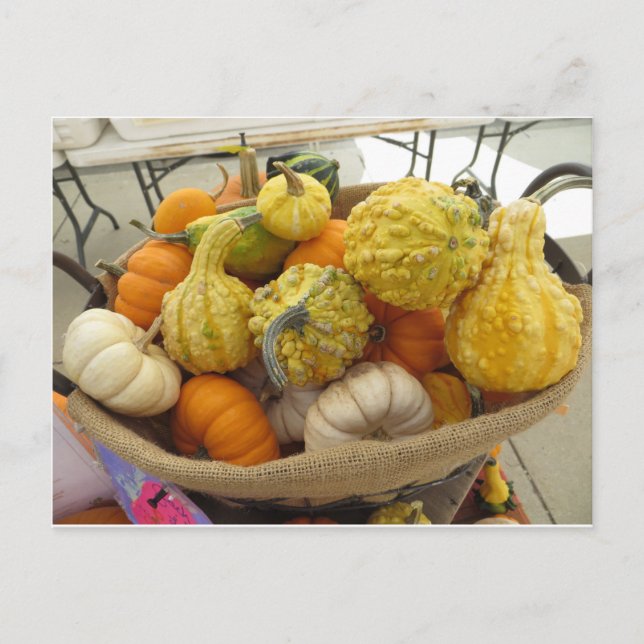 Carte Postale Panier gourd (Devant)