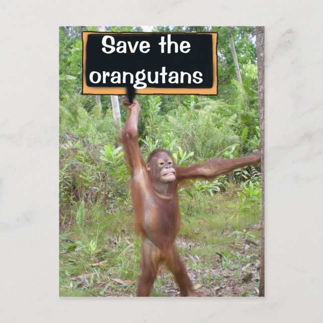 Carte Postale Panneau de protestation Orangoutan (Devant)