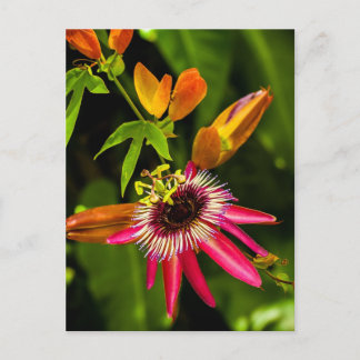 Carte Postale Panser la bromeliade rouge