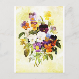 Carte Postale Pansies