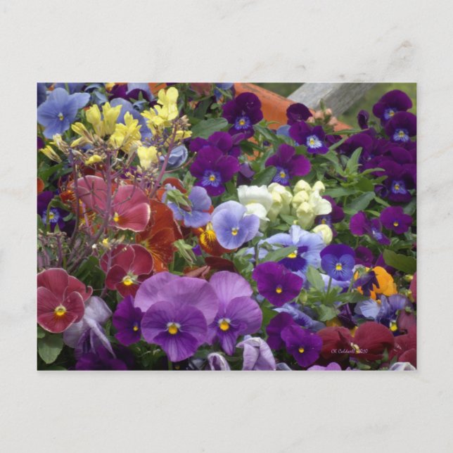 Carte Postale Pansies dans une brouette (Devant)