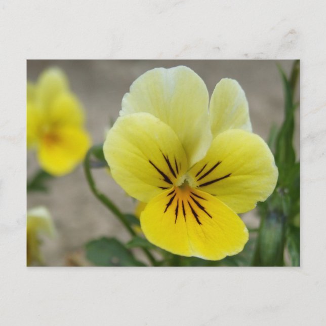 Carte postale Pansies Jaunes (Devant)