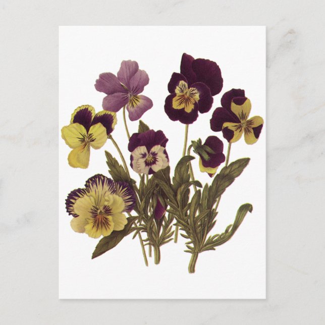 Carte Postale Pansies vintages en Fleur, Fleurs de Jardin Floral (Devant)