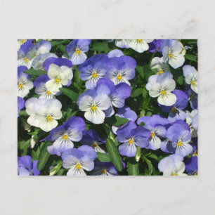 Carte Postale Pansies violettes Jardin Floral