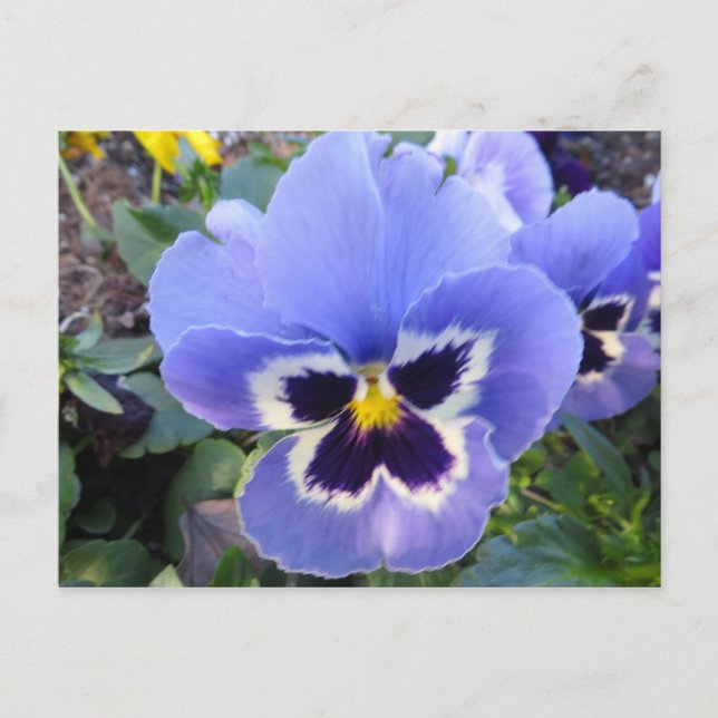 Carte Postale Pansy (Devant)